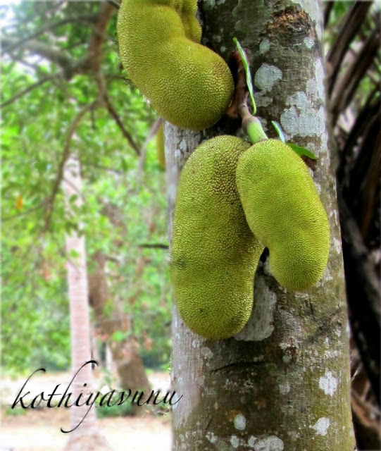 Jack fruits on the tree