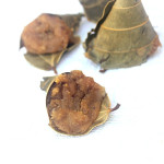 Kumbilappam-Chakka-Kumbulappam-Chakka Appam |kothiyavunu.com