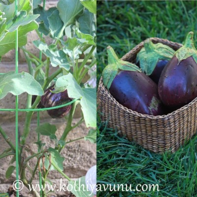 Eggplant-Brinjal Peanut Masala |kothiyavunu.com
