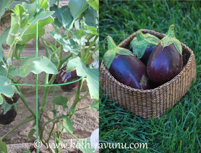 Eggplant -Brinjal Peanut Masala Eggplant -Brinjal Peanut Masala |kothiyavunu.com