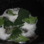 Kerala Style Tuna Curry-Nadan Choora Meen Curry|kothiyavunu.com